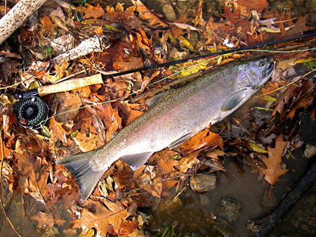 johh_beth_steelhead A nice fall steelhead that John took to cap the day