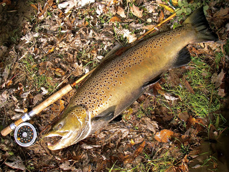 john_beth_brown_2 John's second fish; oh my gosh that's a nice brown