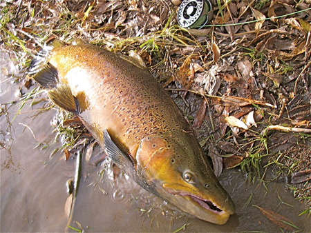john_beth_brown_3 Brown number 3, leviathan