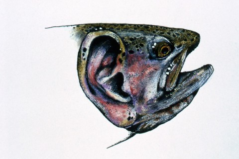 trout_ears trout_ears