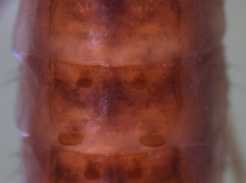 Glossosoma_intermedium_abdo Abdomen of Glossoma intermedium abdomen showing cuticle
