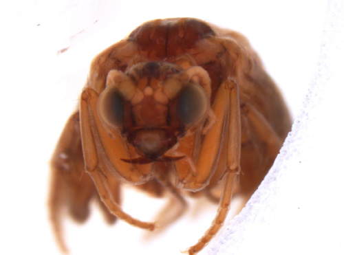 Glossosoma_intermedium_head Head of Glossoma intermedium showing cuticle--note specifically legs and eyes