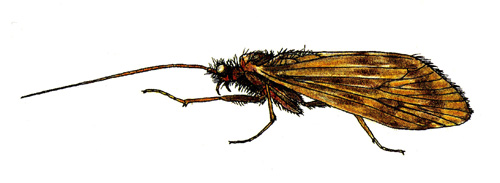 Pres-Adult-Caddis The adult caddis hold its wings tent-like over its back. Imitations of the adult mimic this distinctive feature.