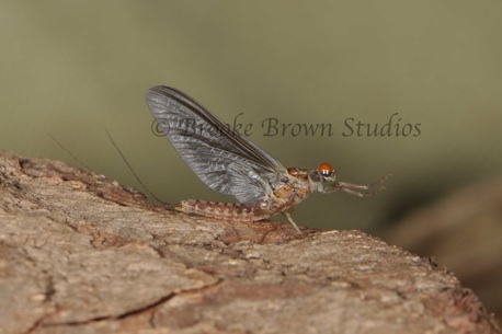 0913HM1 The Hendrickson mayfly--photo by Brooke Brown.