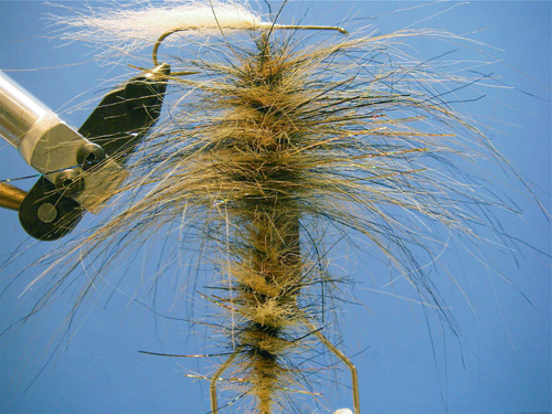 Bullhead-Sculpin-3-3 Step Three. Close the loop and spin it tight, forming the collar hackle and head dubbing all at once.