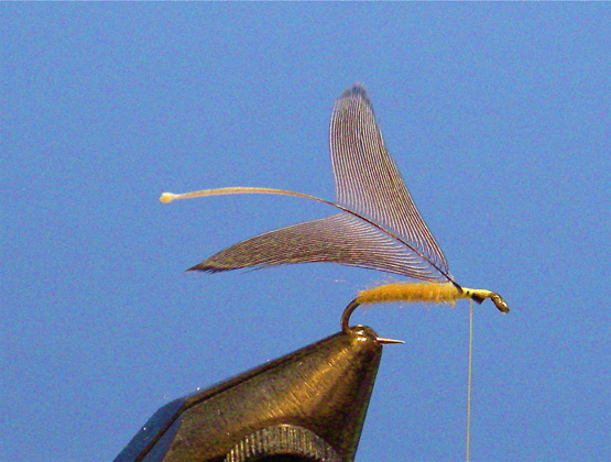 Wet-Dry-Fly-1