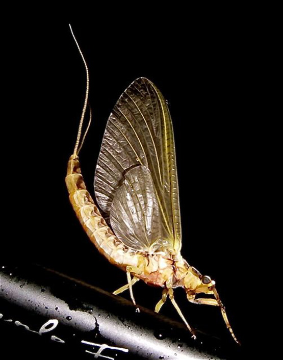 Gary » Blog Archive » Hex Photos