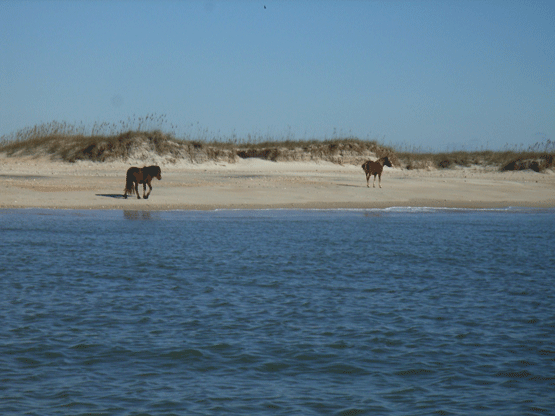 05 Island-ponies