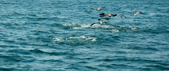 07 Albacore-busting-bait