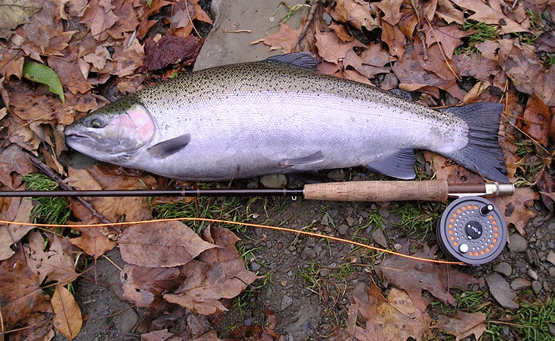 04 Steelhead-with-Rod