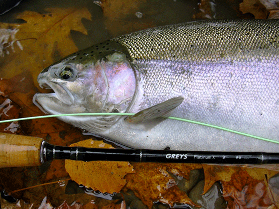 09 Steelhead-head-with-rod-2