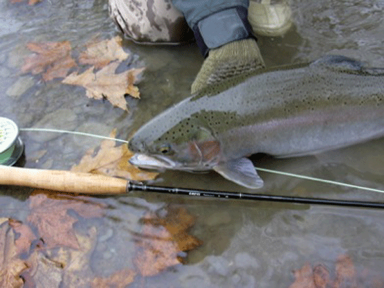 10. Steelhead-in-hand-with-rod