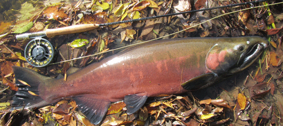 Coho