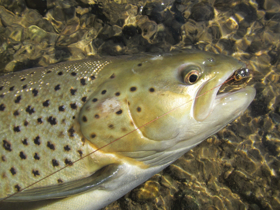 Brown-22