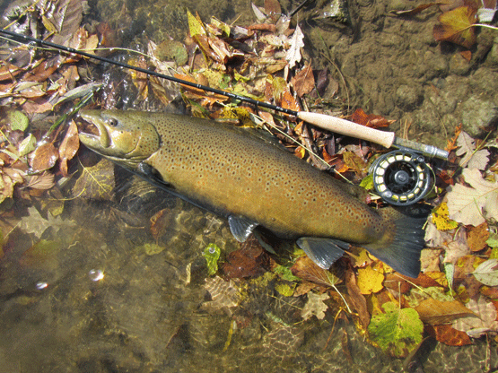 Brown-26
