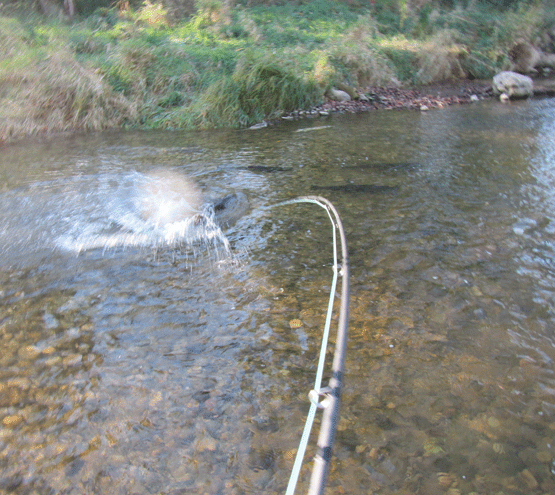 Explosive-fish