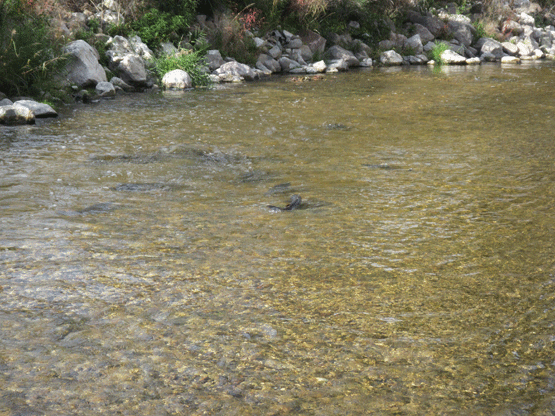 River-of-Kings