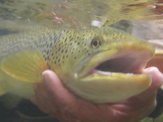 Big-brown-underwater