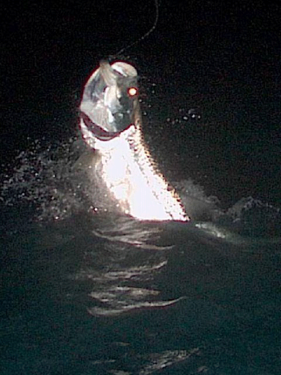 Tarpon-1