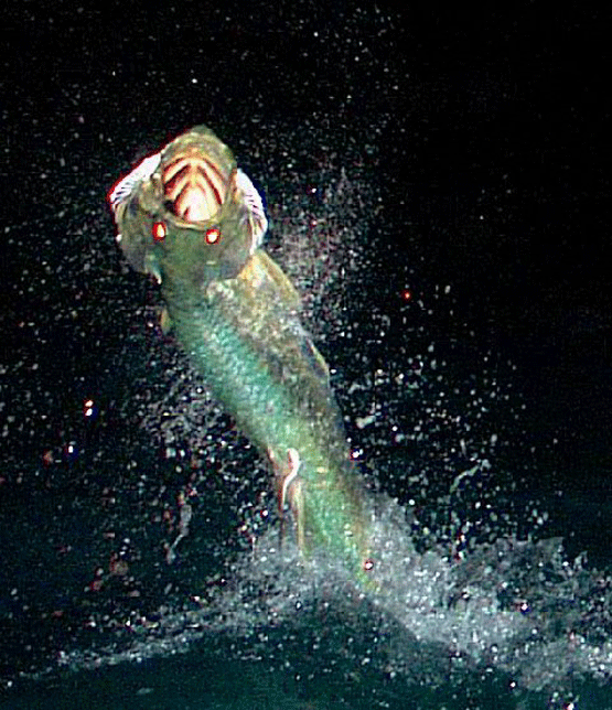 Tarpon-2