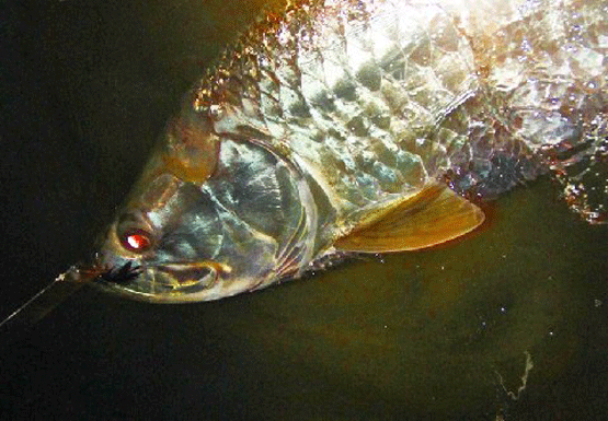 Tarpon-3
