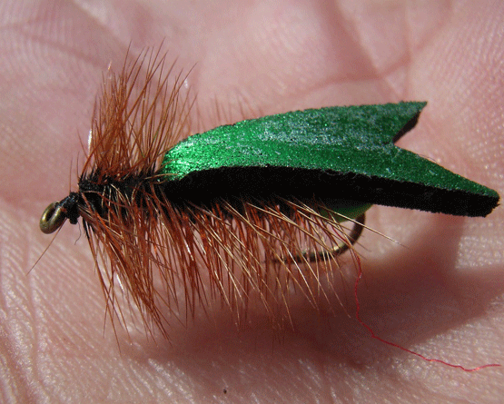 Adult-with-green-wing